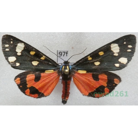 Callimorpha dominula (Linnaeus, 1758) Poland97f